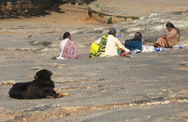 Dames and a dog