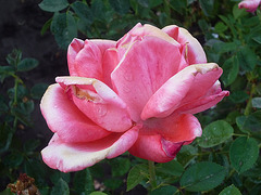 Rosa húmeda