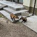 Hiroshima, Miyajima 40 Japanese Raccoon Dogs (Nyctereutes procyonoides viverrinus) 'Tanuki'