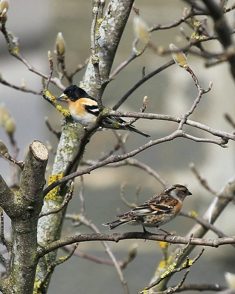 Bergfinken Pärchen