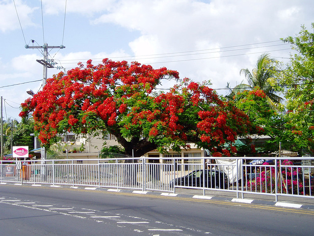 Mauritius048