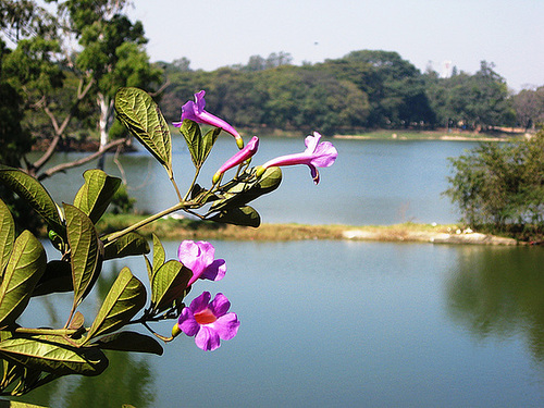 Lalbagh Tank