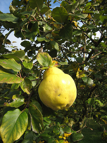 Beau fruit de rosacée ! Un coing quoi !