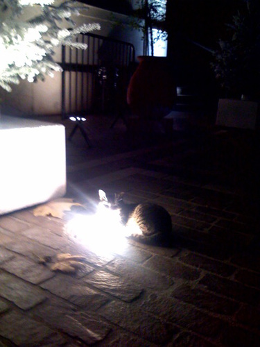 Cat heating himself with a floor projector