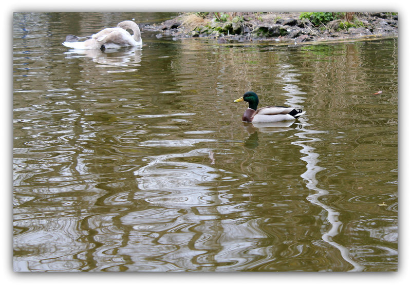 Réflexions de Canard