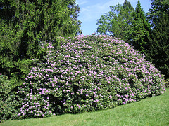 Rhododendronpark in Rathen