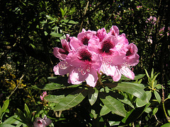 Im Rhododendronpark Rathen