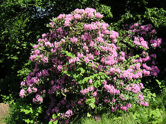 Rhododendronpark in Rathen