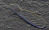 Sycamore seed