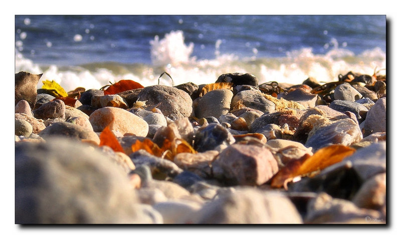 Stones , leaves...