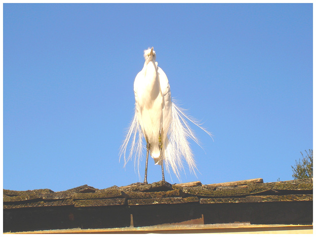 Le roi du toit / The roof King - Disneyworld