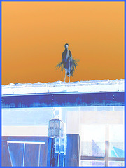 Le roi du toit / The roof King - Disneyworld -  27 décembre 2006. En négatif