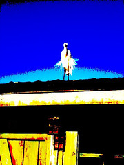 Le roi du toit / The roof King - Disneyworld -  27 décembre 2006. On se pavoise....Disneyworld. Modifié