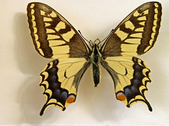 Papilio en naturmuzeo - im Naturkundemuseum