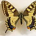 Papilio en naturmuzeo - im Naturkundemuseum