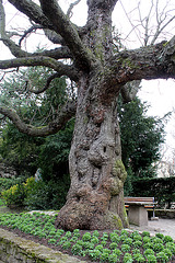 Très vieux Marronnier