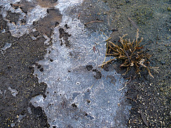 Ice at Barker Dam (2576)