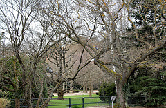 Sophora Sophora