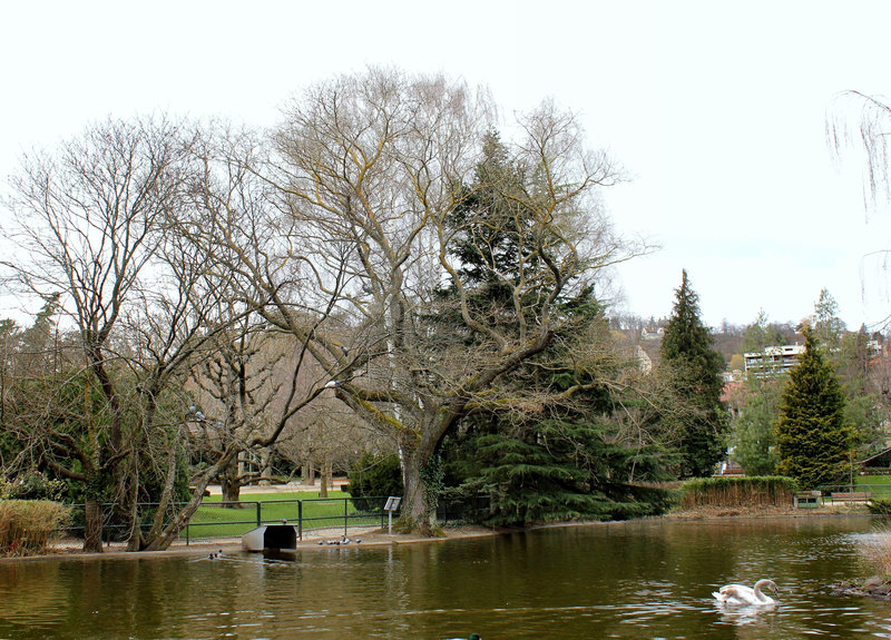 Le Bassin et le Sophora