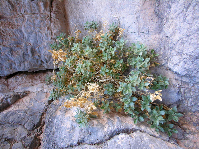 Death Valley Aster (6677)