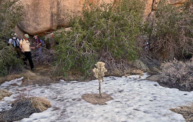 Cholla In Snow (2588)