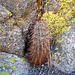 Hedgehog Cactus (2590)