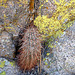 Hedgehog Cactus (2591)