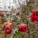 red roses in january