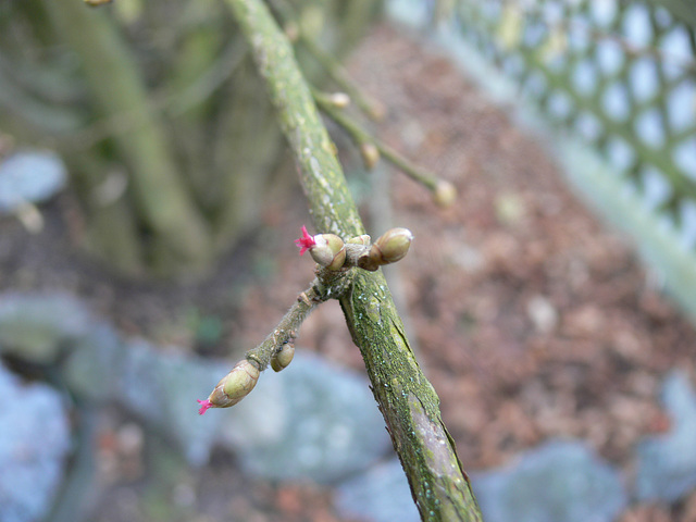 weibliche Triebe des Haselnuss-Strauchs