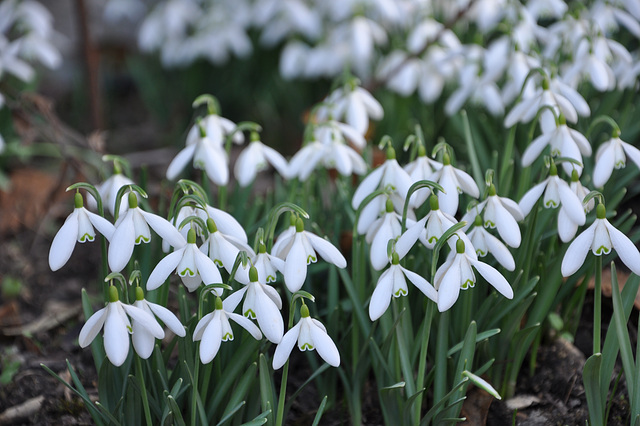 PREMIERES FLEURS