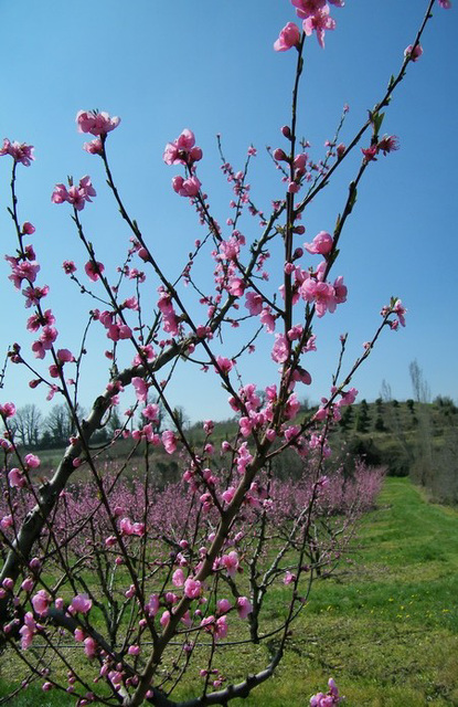 Fleurs de pêcher