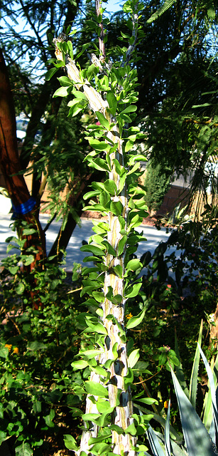 Ocotillo (1131)