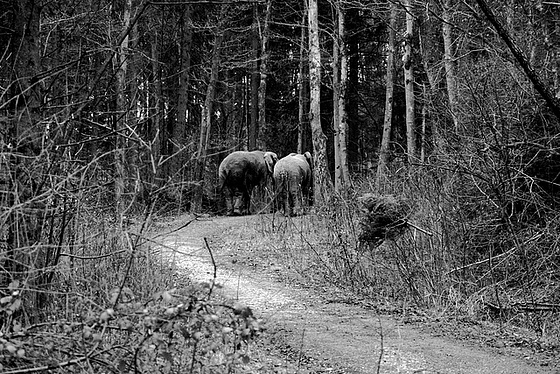 Elephants at Icking 3