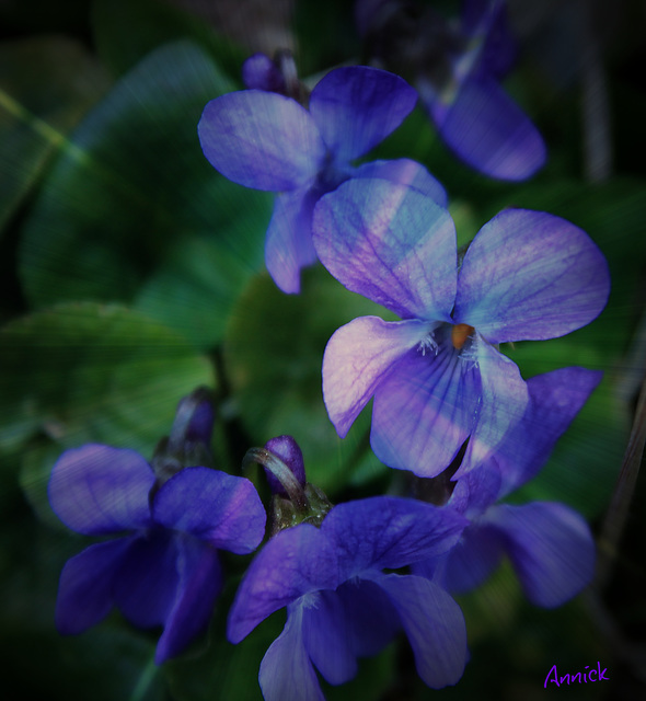 bleu comme le ciel