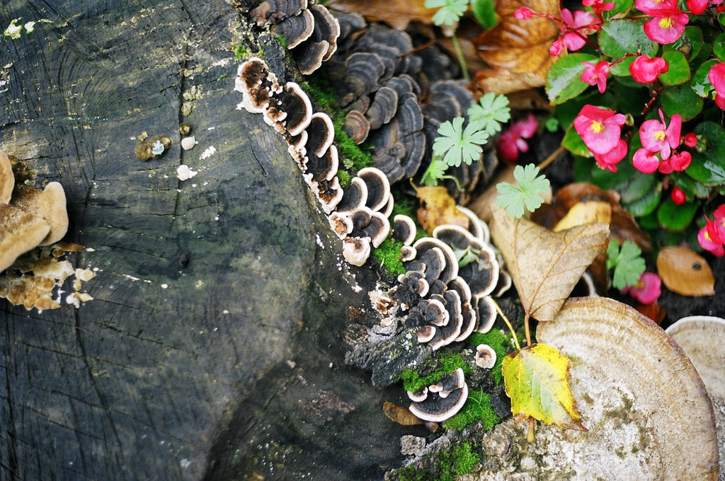 Flora and fungi