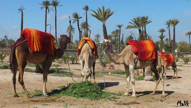 Palmeraie a Marrakech..!