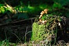 Pilz-Wachturm