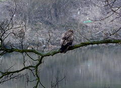 Bussard vor meinem Haus - buteo antaŭ mia domo