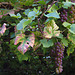 Weintrauben und ihr Laub im Herbst