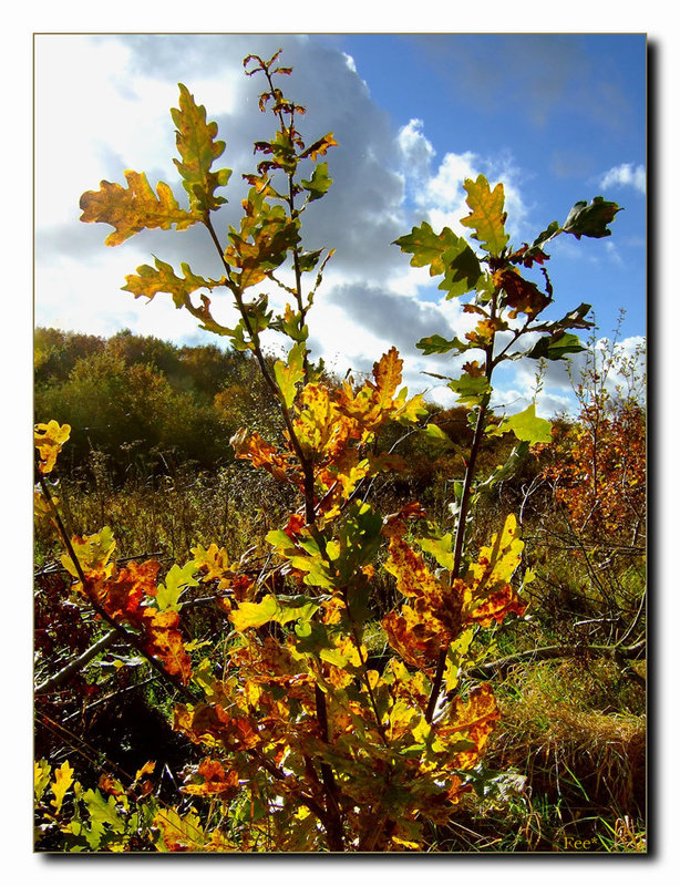 Herbstgold