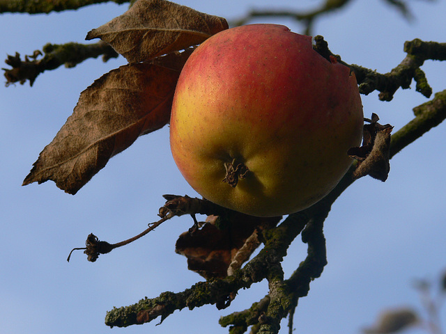 verwaister Apfel am Baum