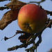 verwaister Apfel am Baum