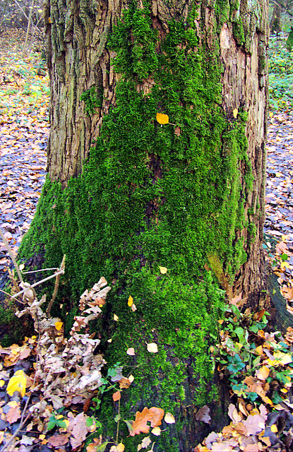 Moss-Tree