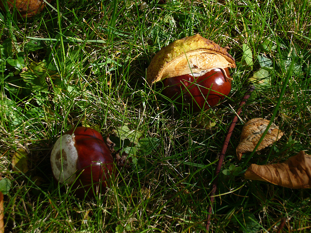 frisch gefallene Kastanien