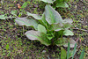Erythronium pagoda