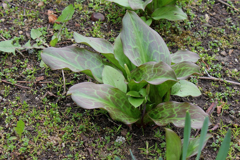Erythronium pagoda