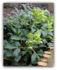 Helleborus arguta