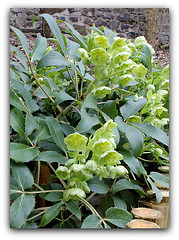 Helleborus arguta