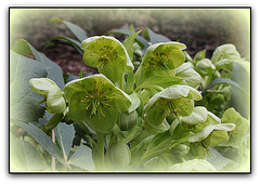 Helleborus arguta