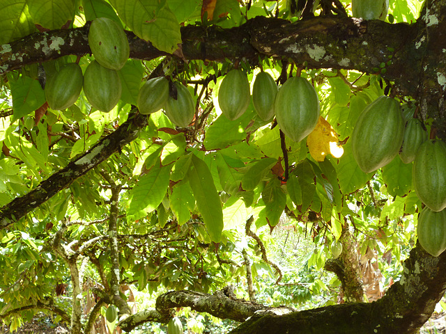 Cabosses de Cacaoyer